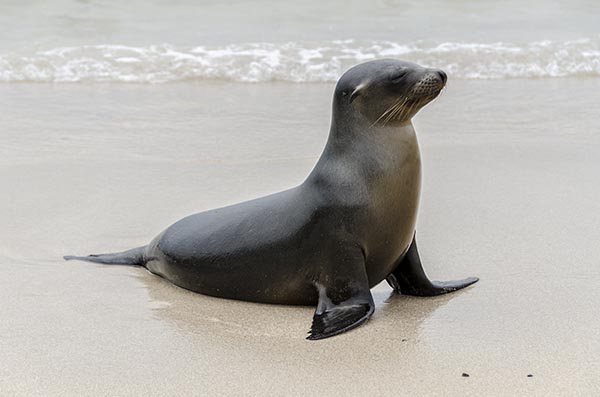 Lobo Marino - isla Santa Fé - islas Galápagos - Ecuador 02.jpg